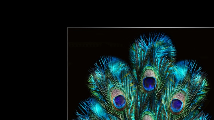 Capture the unique colour of every single feather