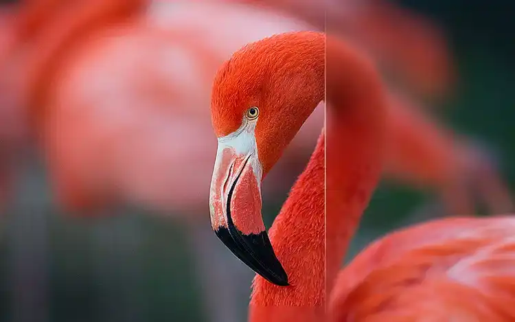 4K Resolución